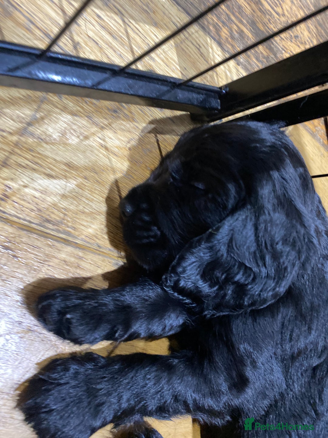 Cocker Spaniel dogs for sale: Superb Quality Royal KC Cocker Spaniel Puppies - Advert 9
