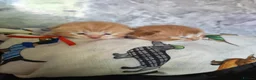 Scottish Fold cats for sale: Exceptional Scottish fold and Straight kittens - Advert 15