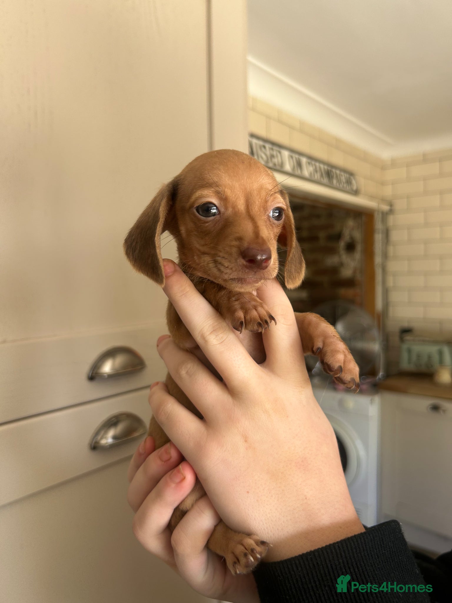 Miniature Dachshund dogs for sale: KC miniature dachshunds - Advert 3