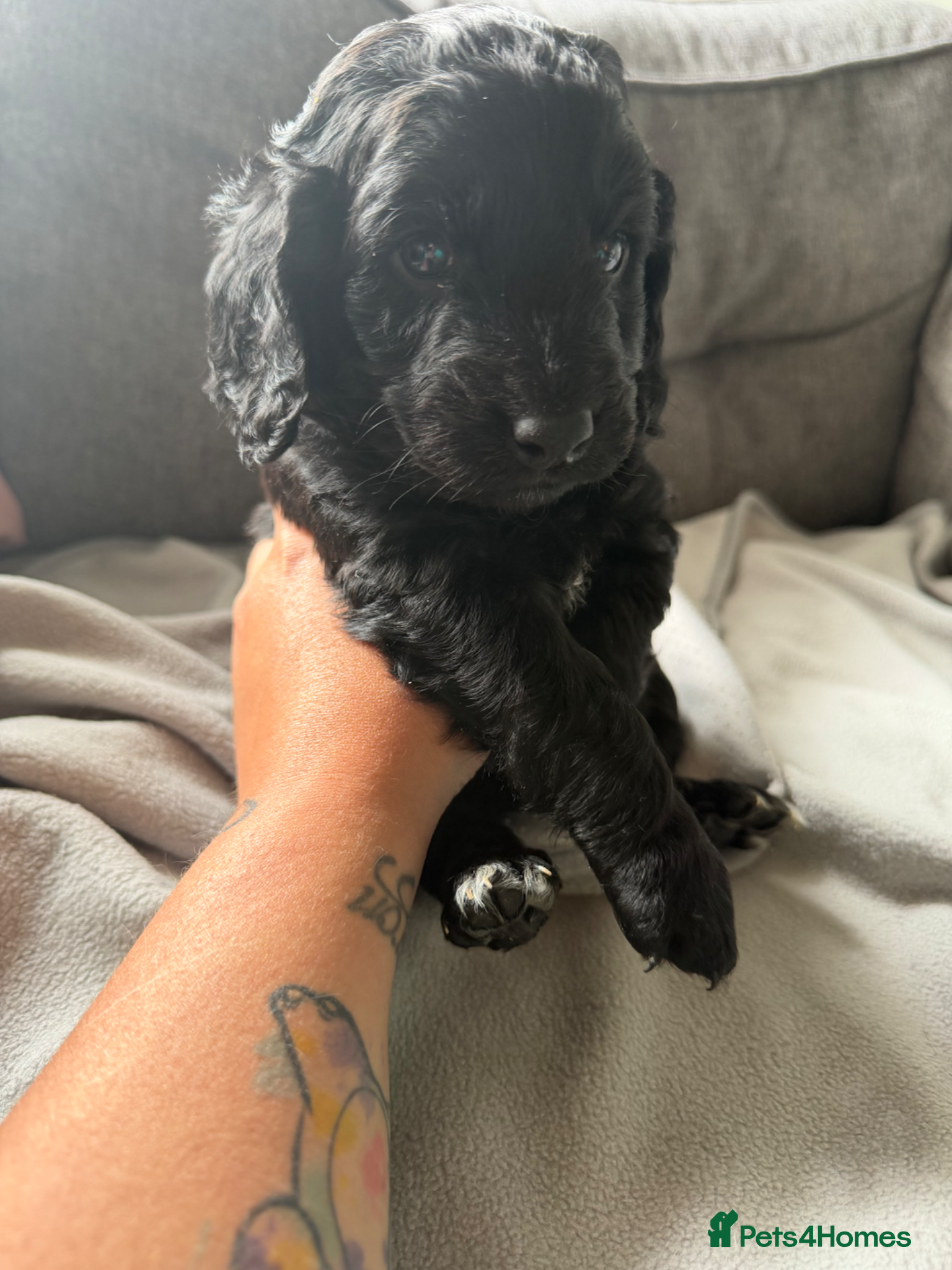 Cockapoo dogs for sale: Beautiful cockapoos - Advert 9
