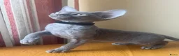 Devon Rex cats for sale:  Pedigree Devon Rex Kittens. Pet Homes Only  - Advert 22