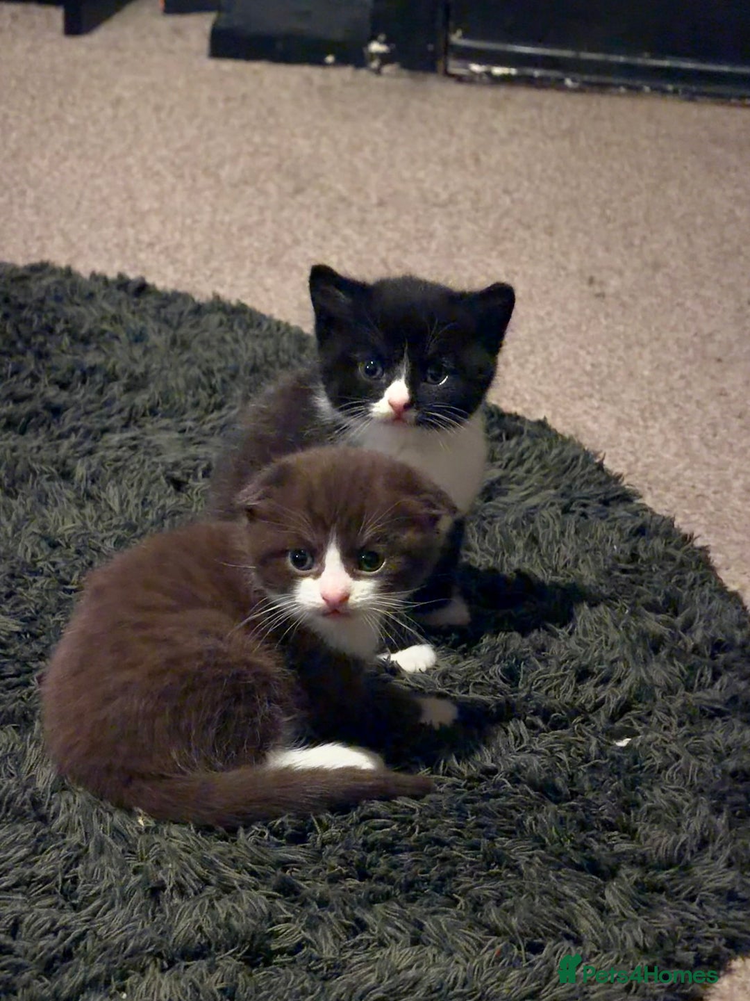 Scottish Fold cats for sale: Scottish Fold kittens  - Advert 5