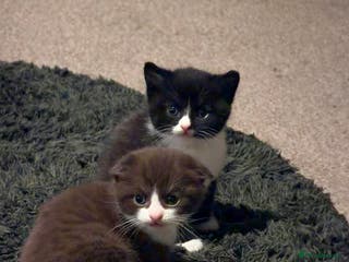 Scottish Fold cats Scottish Fold kittens - Advert 11