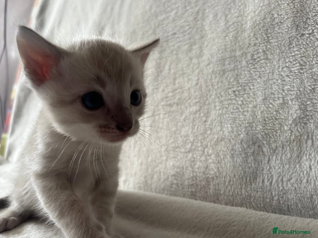 Bengal cats for sale: Baby bengals - Image 9