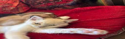 Tonkinese cats for sale: Exquisite Tonkdolls  - Advert 21