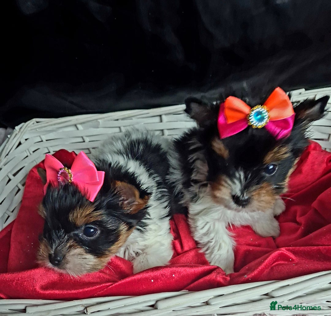 Biewer Terrier dogs for sale: Beautiful 2 mini girls - Advert 7