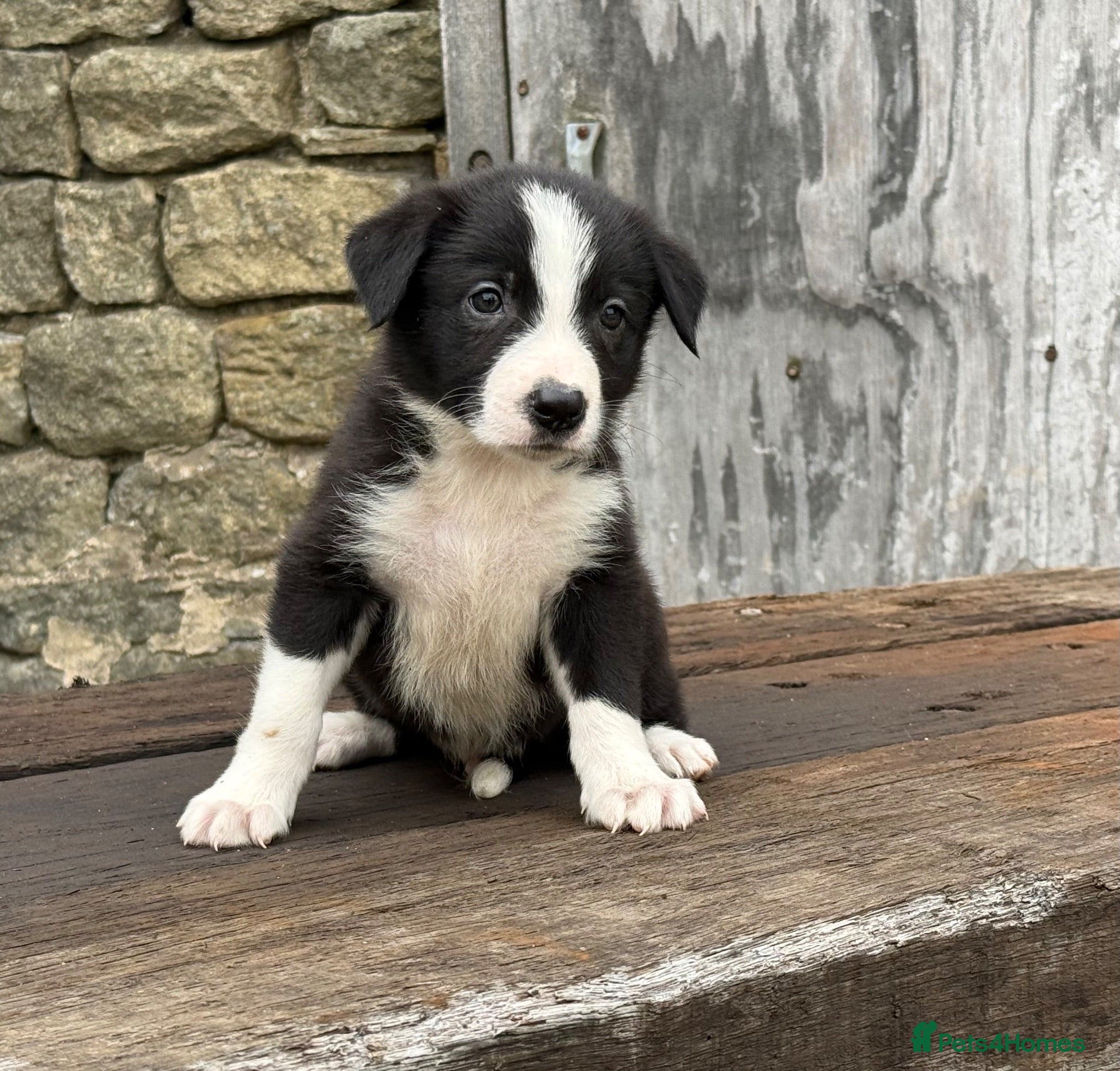 Border Collie dogs Stunning blue & white / black & white pups - Advert 2