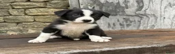 Border Collie dogs for sale: Stunning red / blue / black & white pups - Advert 20