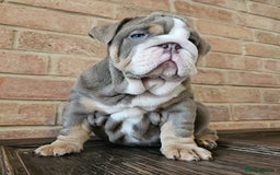 English Bulldog dogs for sale: Outstanding KC English Bulldogs, Top Quality Pups - Image 5
