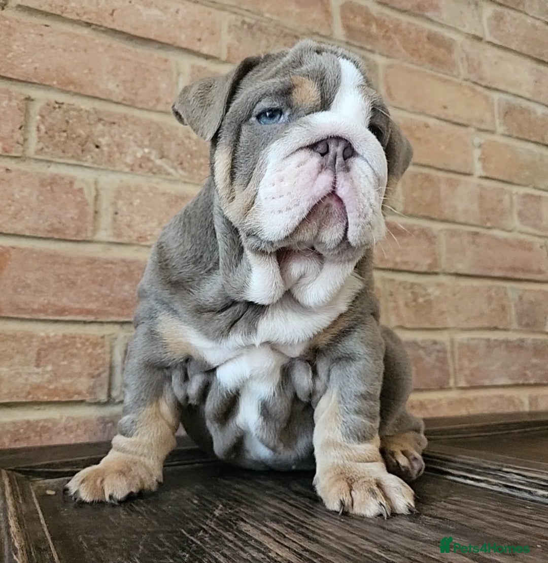 English Bulldog dogs for sale: Outstanding KC English Bulldogs, Top Quality Pups - Image 5
