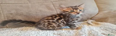 Bengal 2