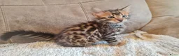 Bengal cats for sale: Exceptional rare cashmere bengal boys - Advert 16
