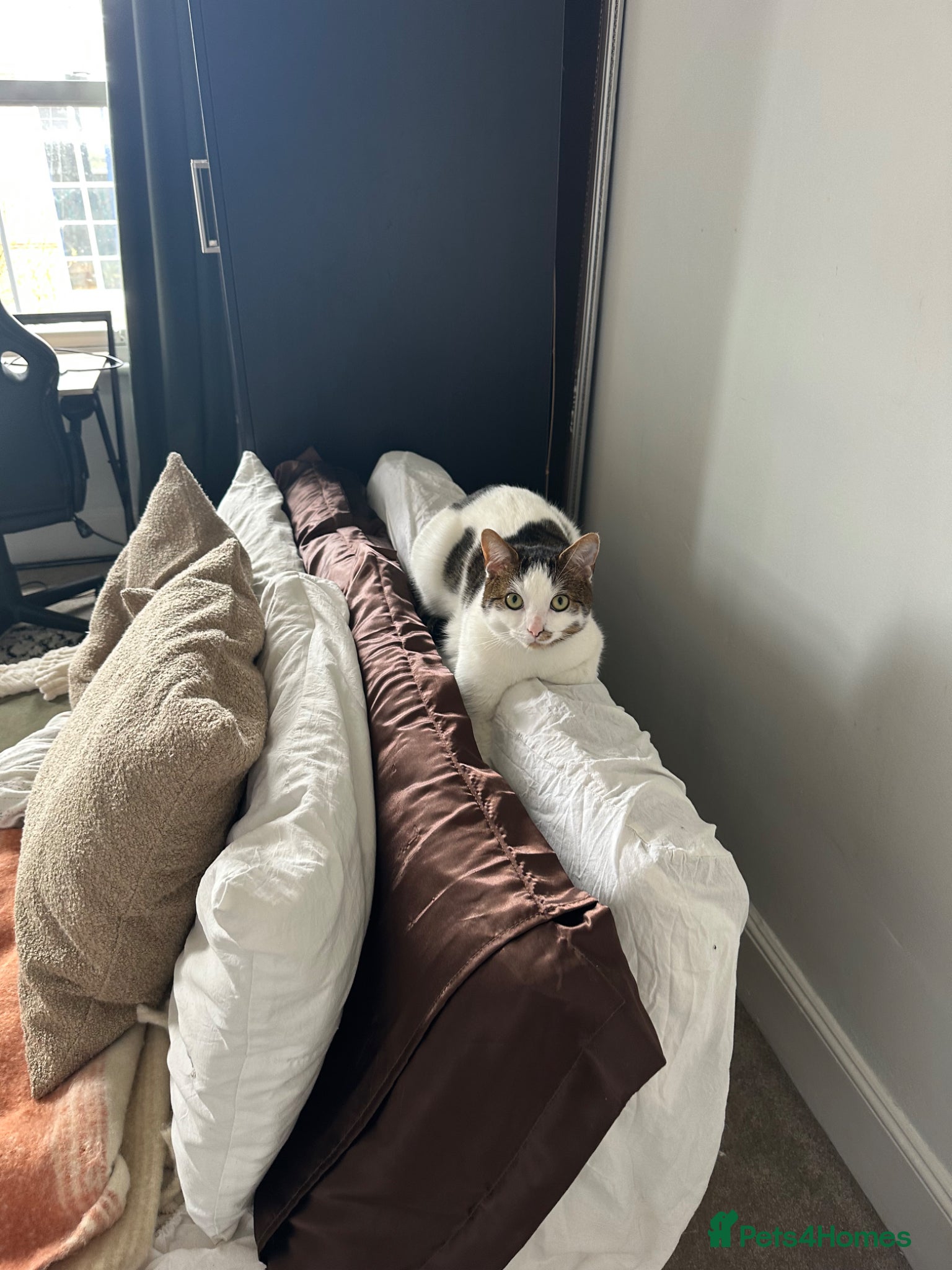 Domestic Shorthair cats for sale: White & tabby 1 year old male  - Advert 3