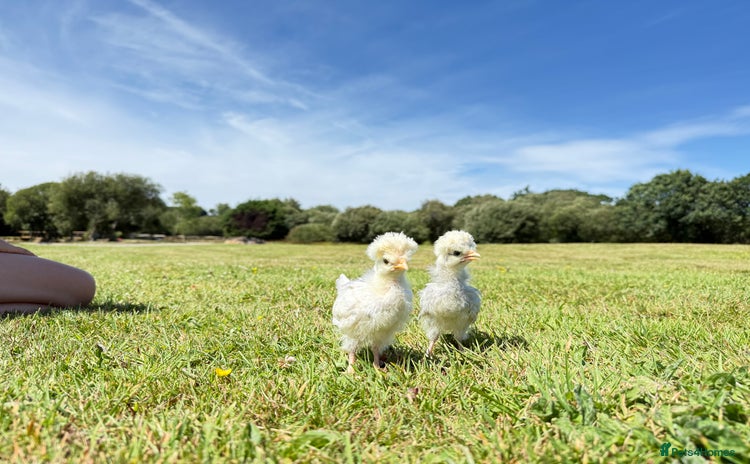 Chickens poultry - Advert 4