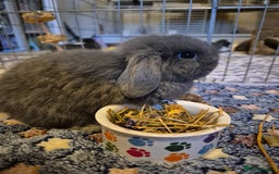 Mini Lop rabbits for sale: 💙 Baby Minilops Ready 25th💙  - Image 2
