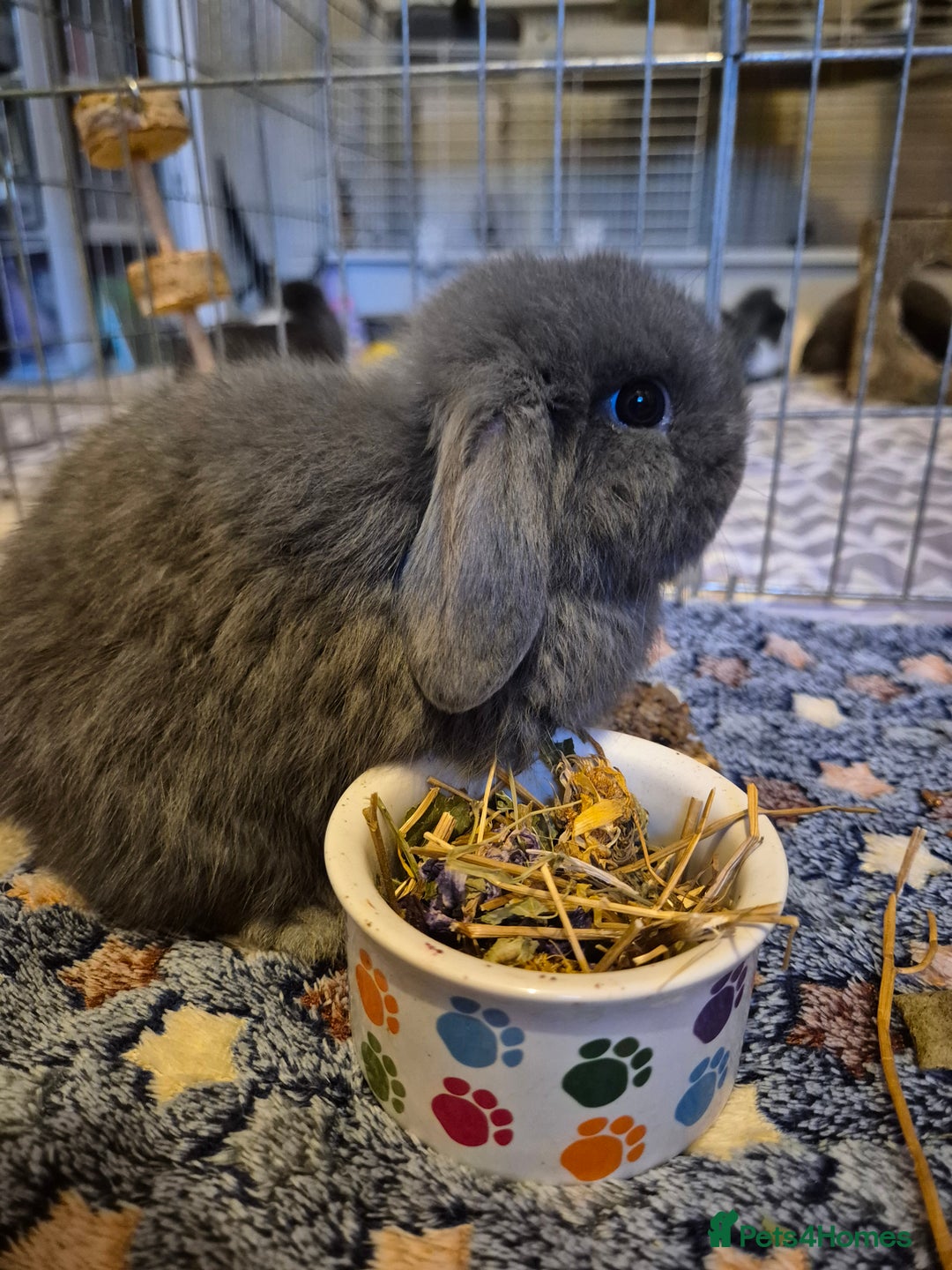 Mini Lop rabbits for sale: 💙 Baby Minilops Ready 25th💙  - Image 2