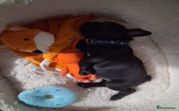 French Bulldog dogs for sale: 2 puppies remaining - French Bulldog puppies  - Image 9