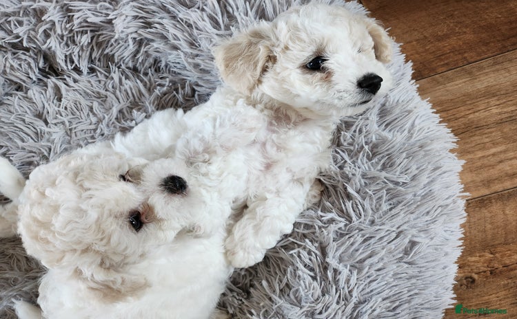Bichon Frise dogs - Advert 1
