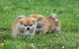 Japanese Akita Inu dogs for sale: ♥OUR PUPPIES ARRIVED♥ in Builth Wells - Image 22