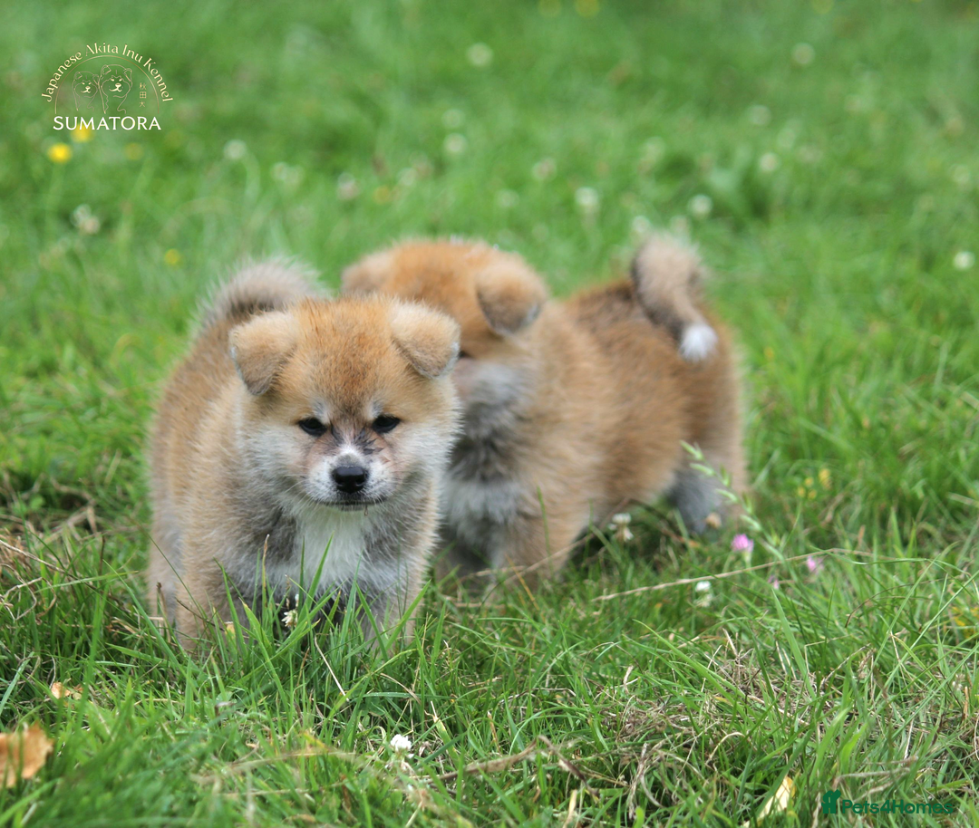 Japanese Akita Inu dogs for sale: ♥OUR PUPPIES ARRIVED♥ in Builth Wells - Image 22