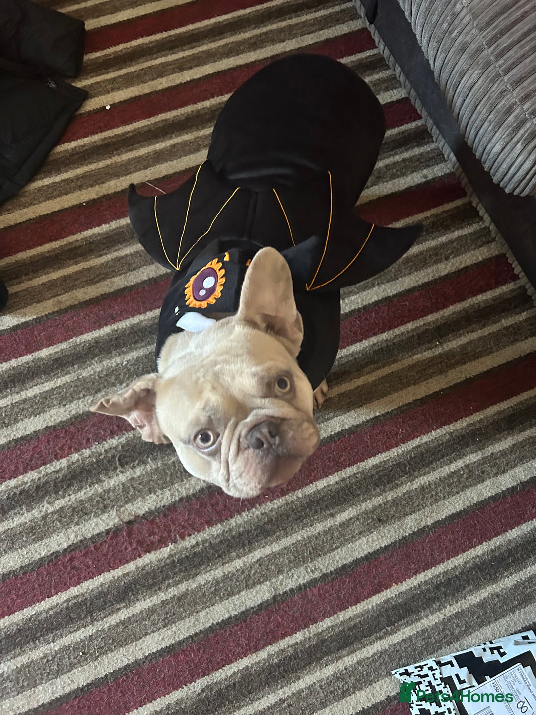 French Bulldog dogs for sale: Platinum mearl French bulldog in Torquay - Advert 6