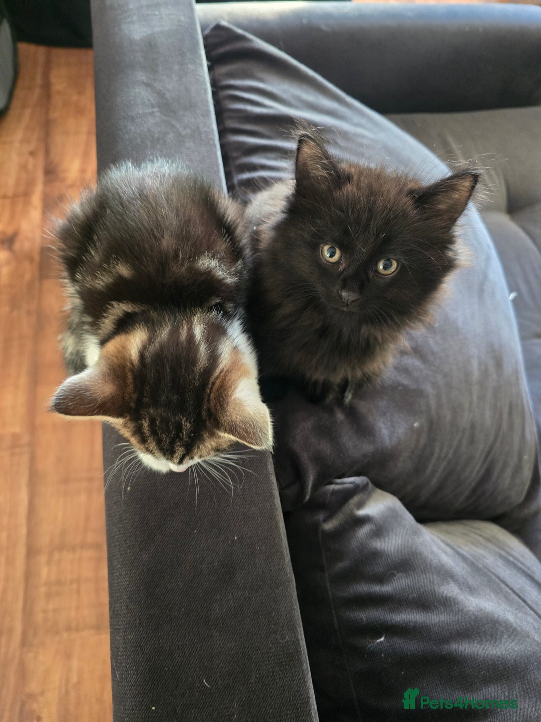 Mixed Breed cats for sale: Beautiful kittens for sale - Advert 7