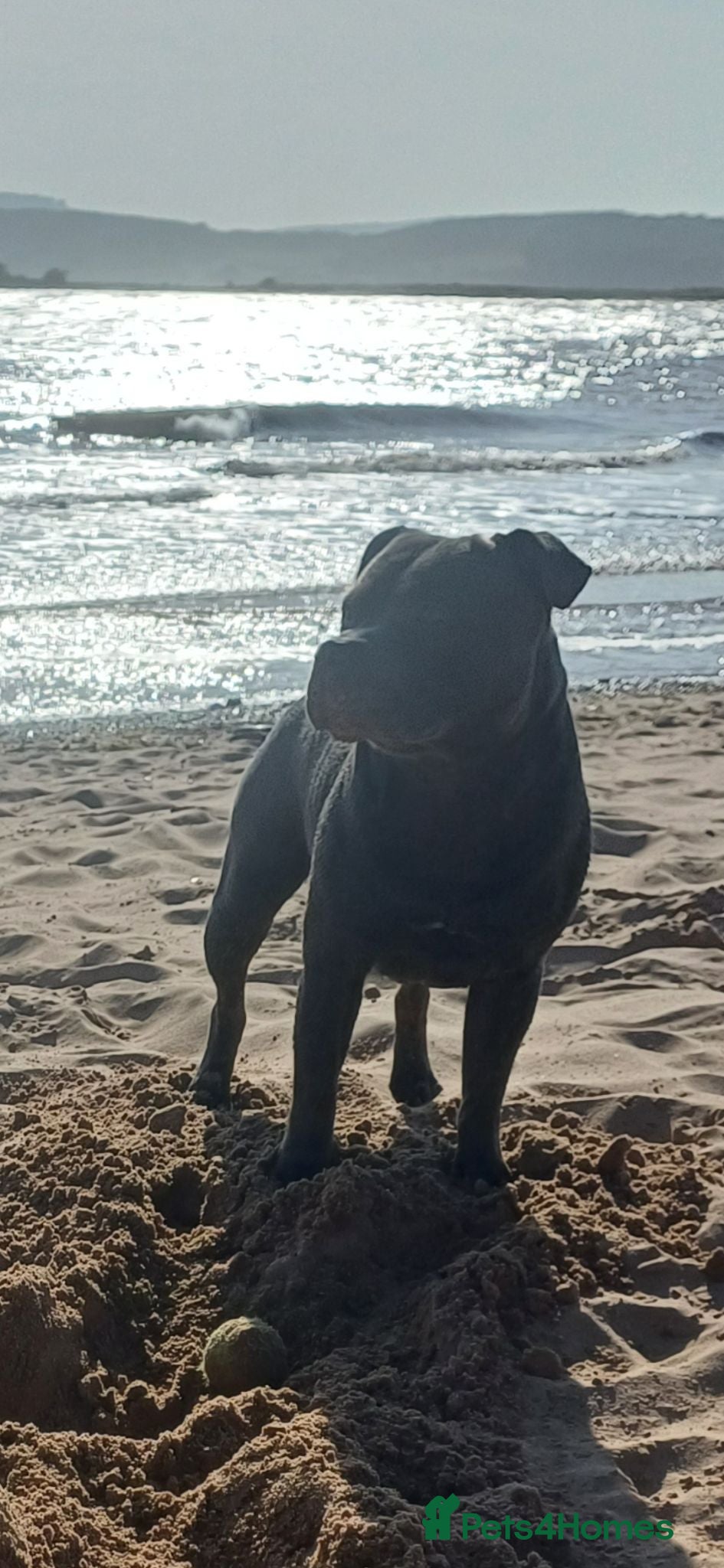 Staffordshire Bull Terrier dogs Stunning staffy for stud. Fully kc handsome lad - Advert 13
