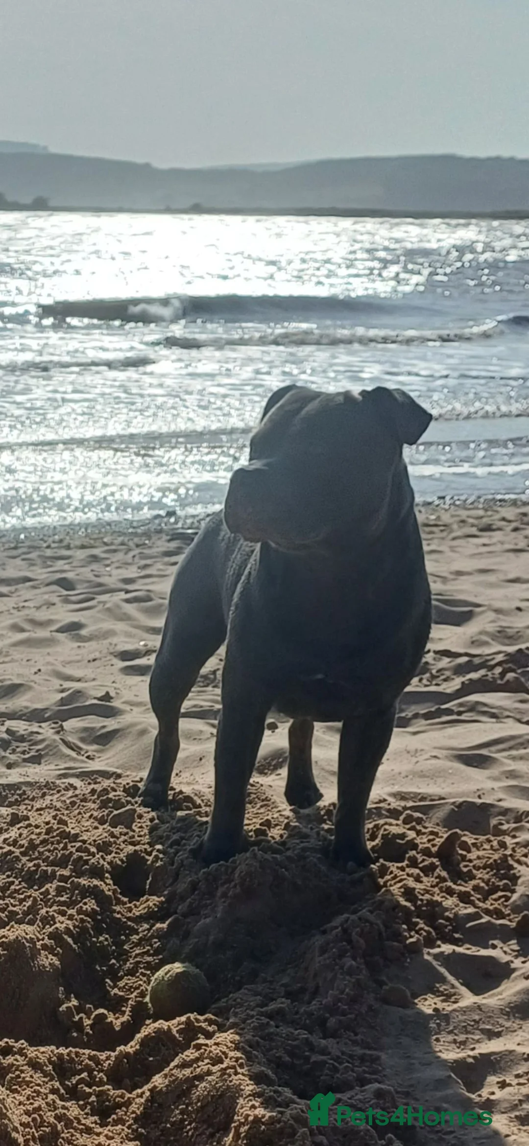 Staffordshire Bull Terrier dogs for stud: Stunning staffy for stud. Fully kc handsome lad - Advert 1