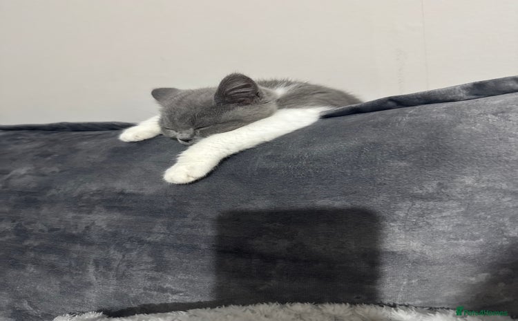 British Shorthair cats - Advert 1