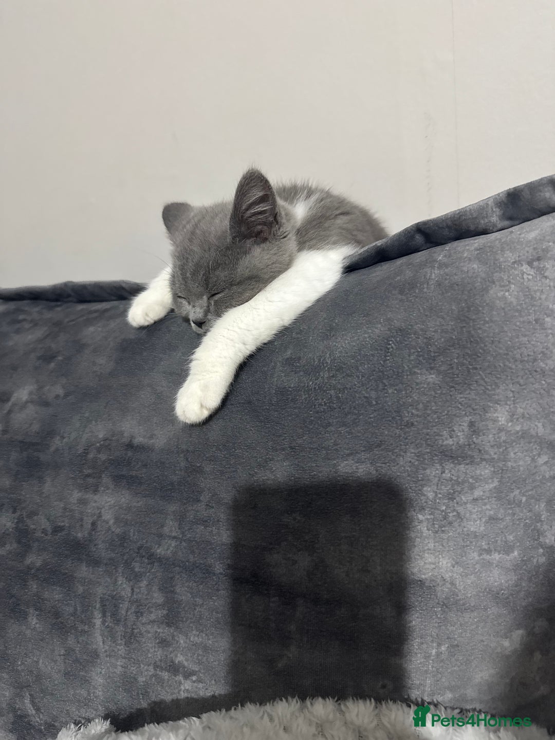 British Shorthair cats for sale: British Shorthair - Image 1