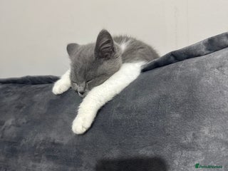 British Shorthair cats for sale - Advert 1