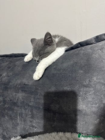 British Shorthair cats - Advert 1