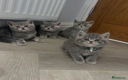 British Shorthair cats for sale: GCCF British Shorthairs **READY NOW** in Manchester - Image 10