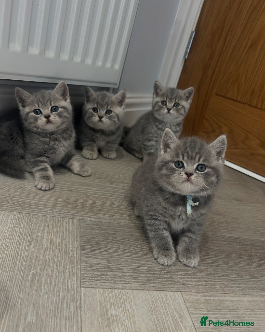 British Shorthair cats for sale: GCCF British Shorthairs **READY NOW** in Manchester - Image 10
