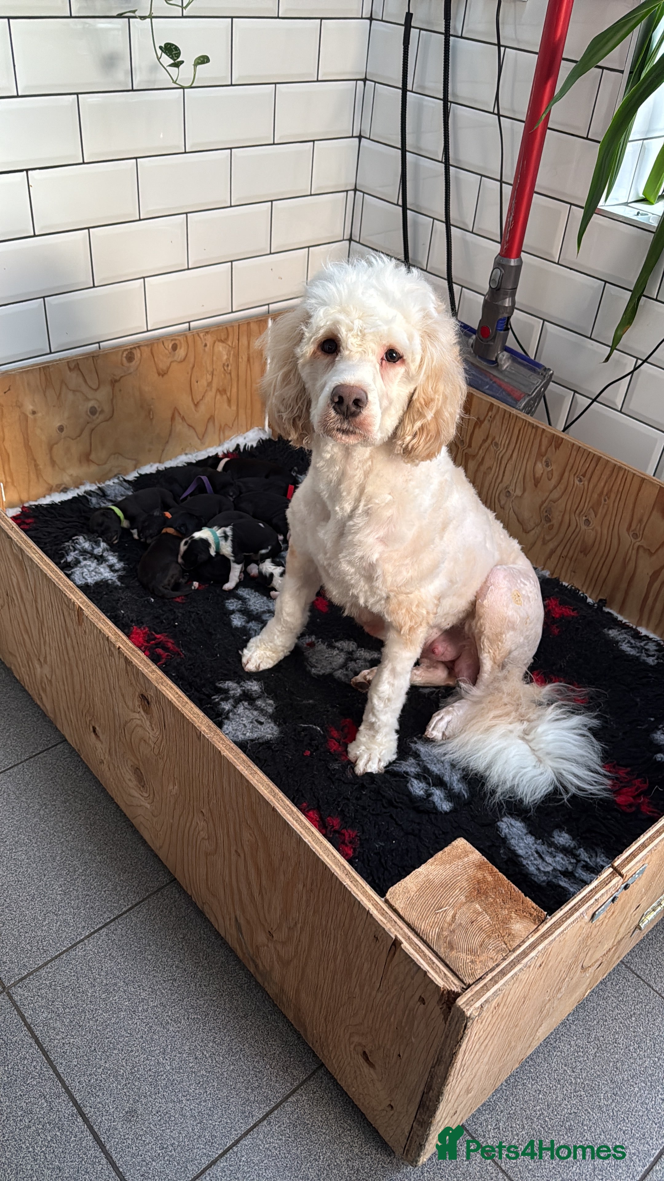 Portuguese Water Dog dogs 10 gorgeous Portuguese waters dog puppies for sale - Advert 11