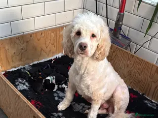 Portuguese Water Dog dogs 10 gorgeous Portuguese waters dog puppies for sale - Advert 5