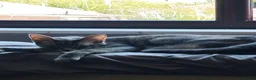 Mixed Breed cats for sale: Mixed kittens long hair and short hair  in Leicester - Advert 5
