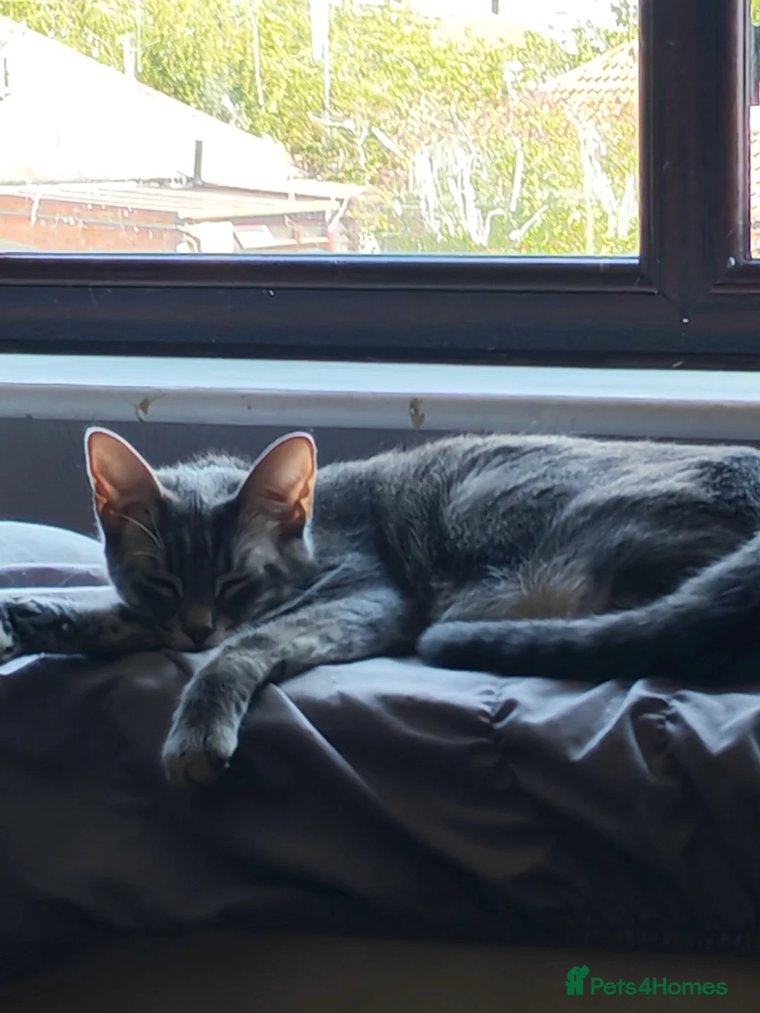 Mixed Breed cats for sale: Mixed kittens long hair and short hair  in Leicester - Advert 5
