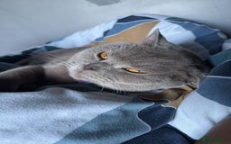 British Shorthair cats for sale: Golden British shorthairs  - Image 19