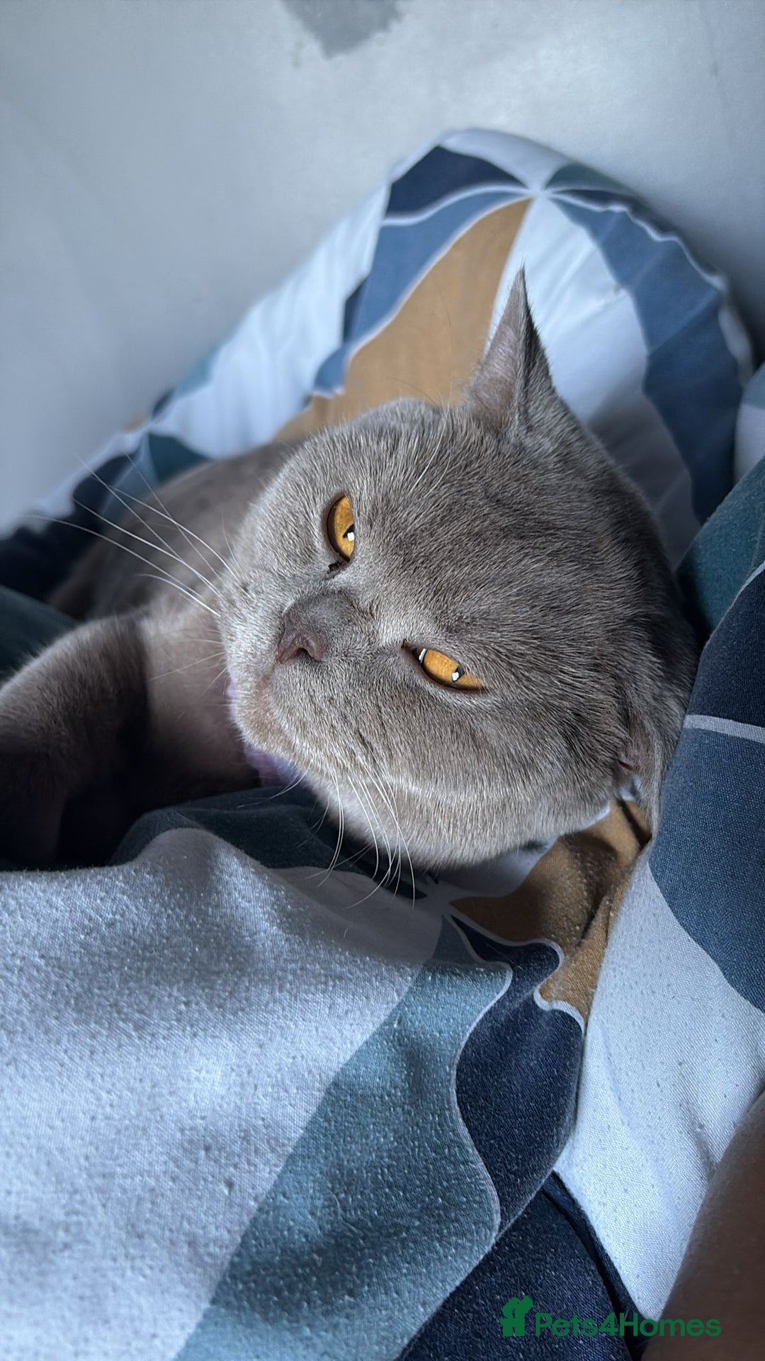 British Shorthair cats for sale: Golden British shorthairs  - Image 19