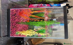 Goldfish fish for sale: Goldfish  - Image 4