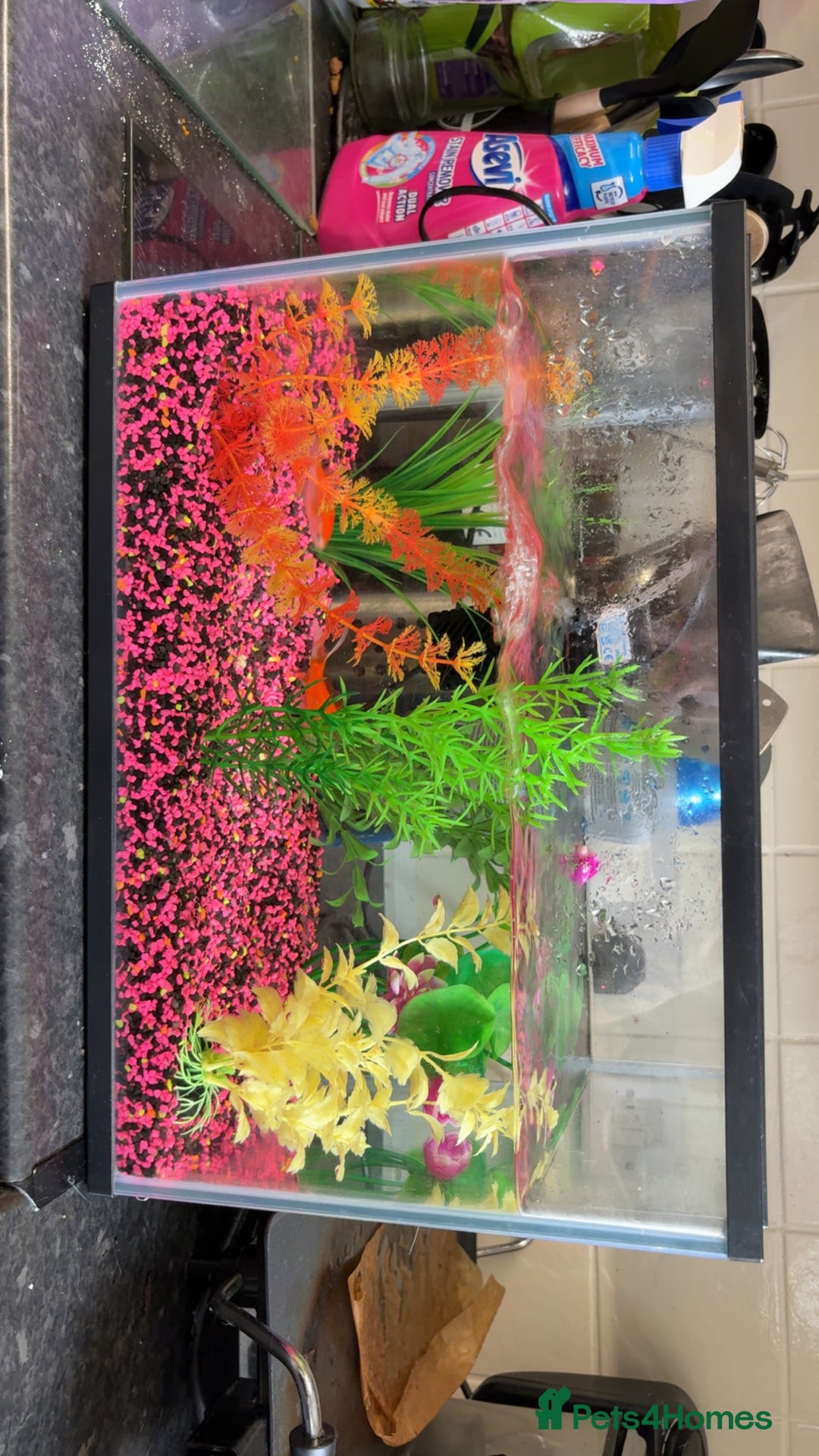 Goldfish fish for sale: Goldfish  - Image 4