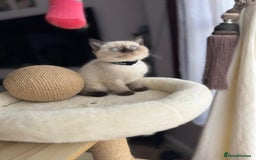 British Shorthair cats for sale: 💙 2 handsome  GCCF British Sorthair 💙 - Image 7