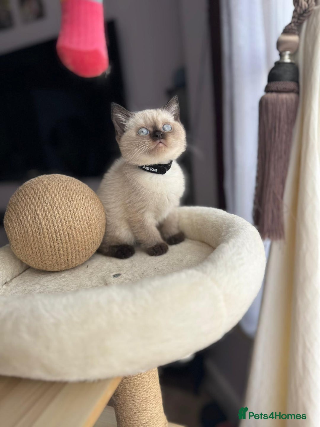 British Shorthair cats for sale: 💙 2 handsome  GCCF British Sorthair 💙 - Image 7