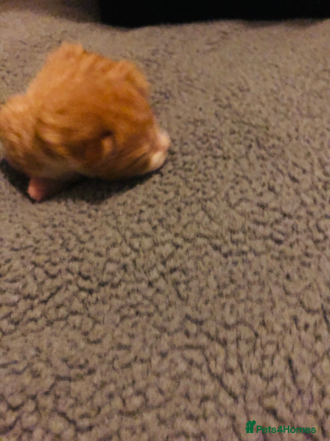 Mixed Breed cats for sale: Three lovely kitten ready in march  - Advert 2