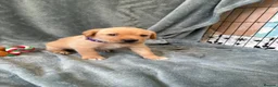 Mixed Breed dogs for sale: Labrador x staff - Advert 23