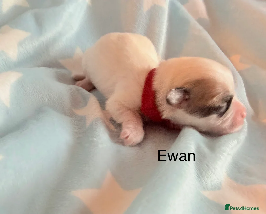 Coton De Tulear dogs for sale: KC reg Coton de Tulear parents DNA health tested  - Advert 20