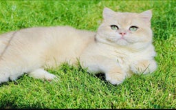 British Shorthair cats for sale: 3 YRS OLD Blue golden bsh TICA reg  - Image 2