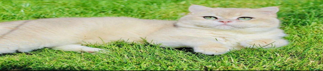 British Shorthair Cat