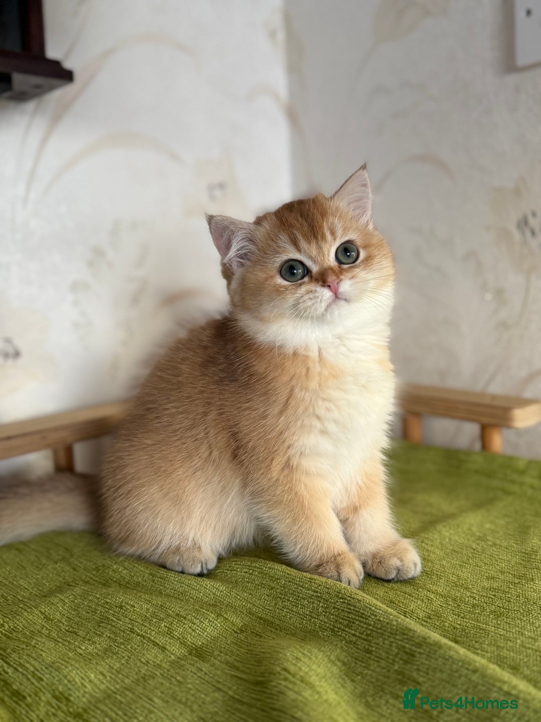 British Shorthair cats for sale: 🌟 Last two beautiful  Golden BSH girls 🌟 - Advert 8